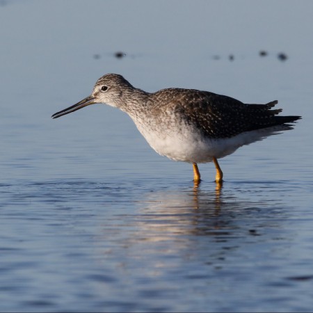 Större gulbena Foto: Sven-Olof Martinsson